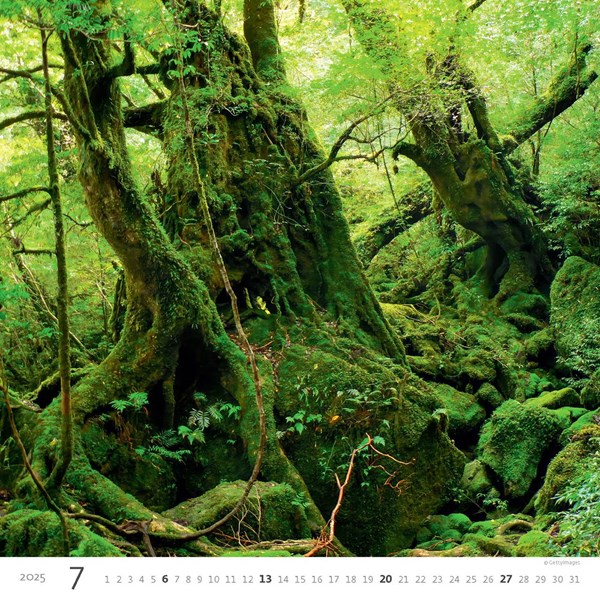 Obrázky: FOREST, nástenný kalendár 300x300 mm, väzba na špirále, Obrázok 8